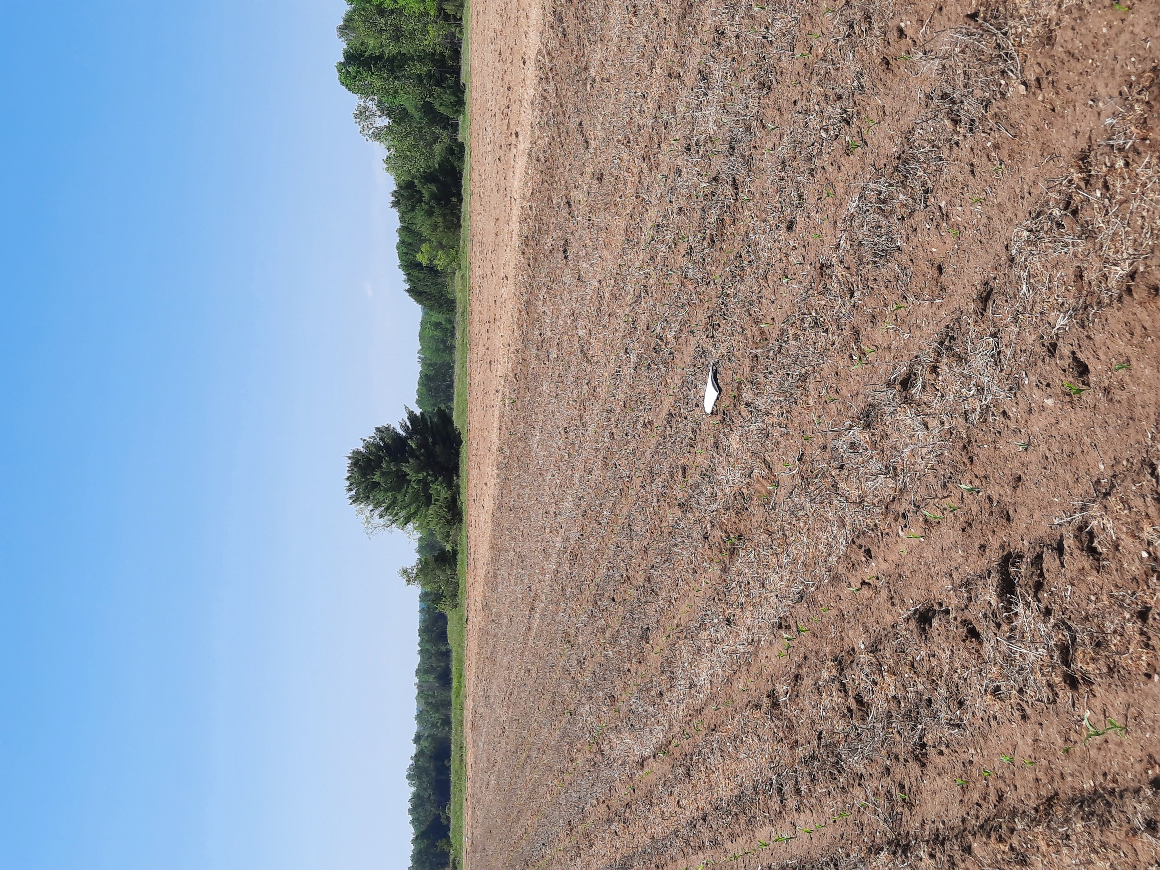 White notebook laying in a field.